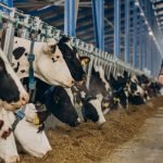 AI in dairy farming: Implementation strategies, new AI tools, and best use cases.